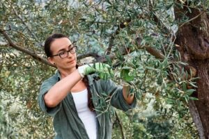 comment tailler un olivier correctement booster la fructification