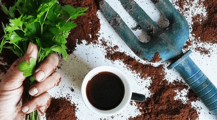 comment utiliser marc de café jardin maison astuces pour faire pousser des plantes