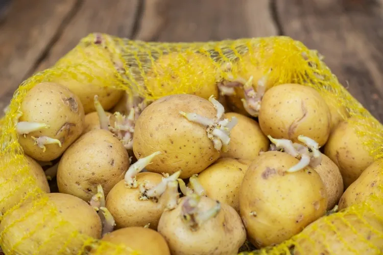 conserver pommes de terre appartement germées couper pousses faire cuire