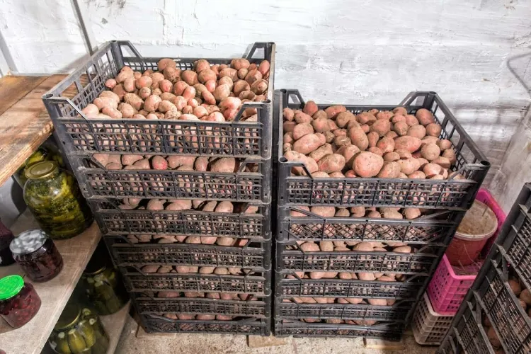 conserver pommes de terre cuites sauvegarder récolte humidité élevée placard sombre