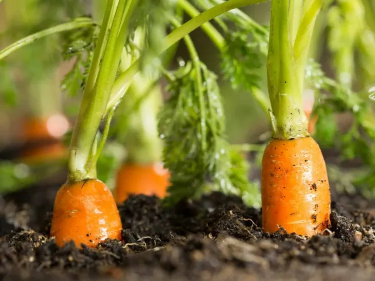 culture carotte en pot vérifier temps germination variété carottes cultivées