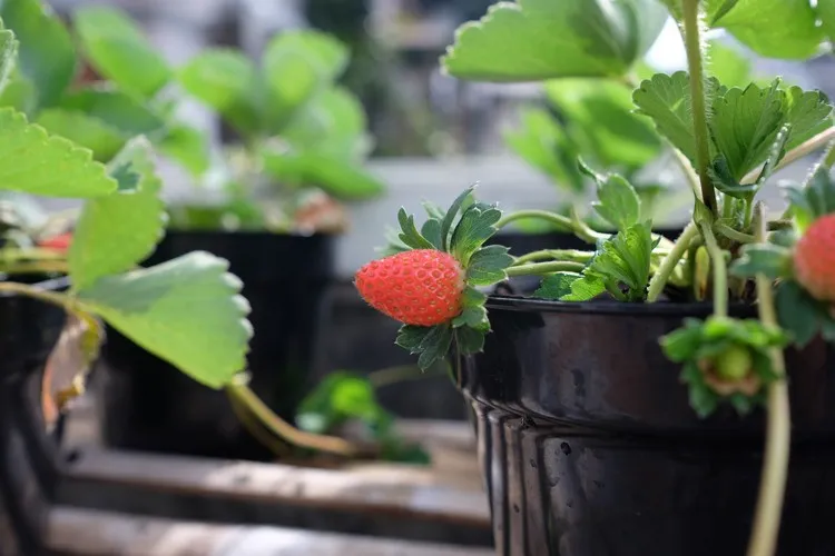 distance de plantation des fraisiers en pot conseils astuces fruits bio