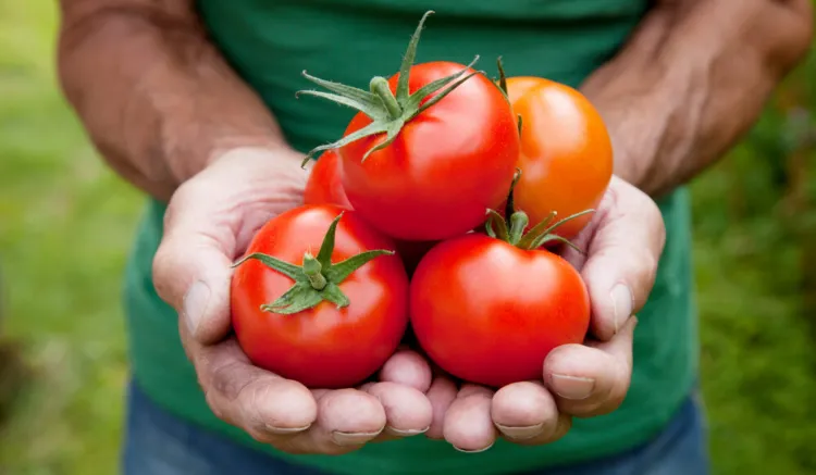 engrais tomates meilleur comment faire pousser des plantes plus rapidement