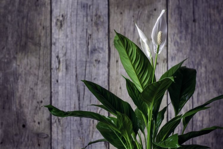 Spathiphyllum : plantation, entretien - Côté Maison