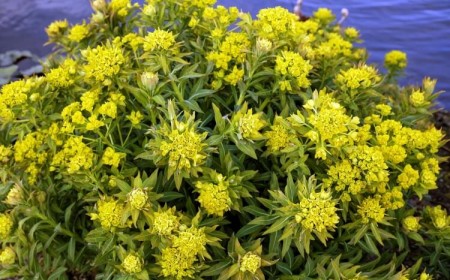 euphorbe des marais espèces annuelles bisannuelles vivaces herbacées arbustes