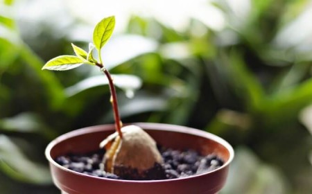 faire germer un noyau d'avocat contenu vitamines oligo-éléments minéraux
