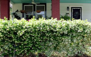 faire pousser du jasmin en intérieur tailler caractère envahissant garder forme architecturale
