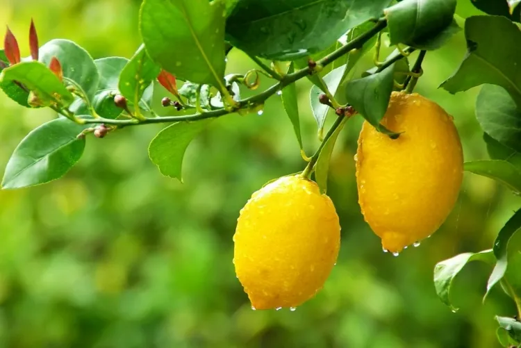 faire repartir un citronnier éliminer insectes manuellement perturber colonies