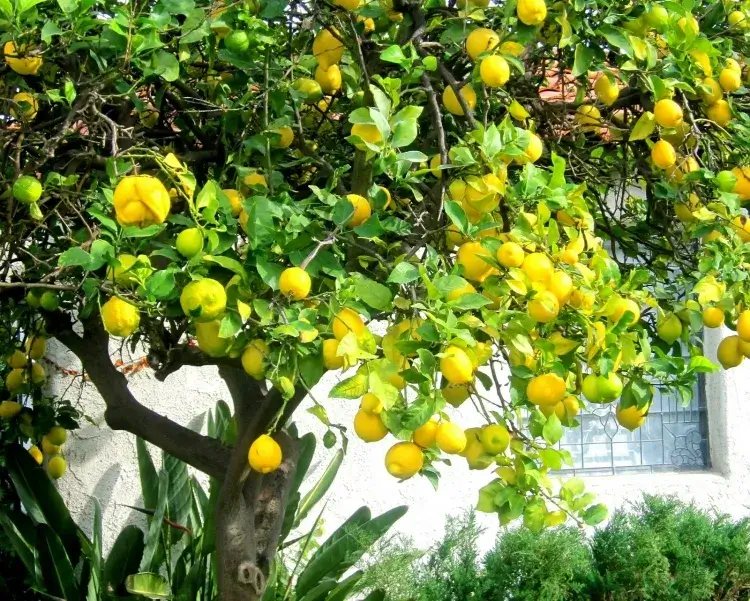 faire revivre un citronnier raisons jaunissement perdre feuilles