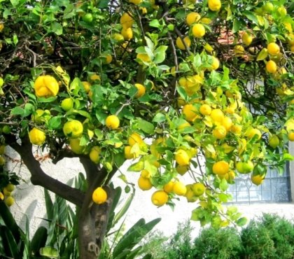 faire revivre un citronnier raisons perdre feuilles jaunissement