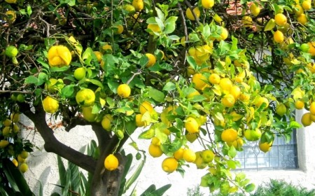 faire revivre un citronnier raisons perdre feuilles jaunissement