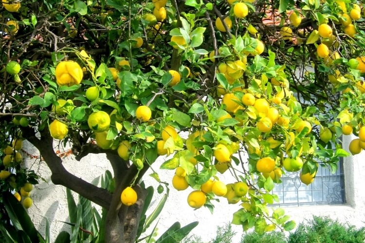 faire revivre un citronnier raisons perdre feuilles jaunissement
