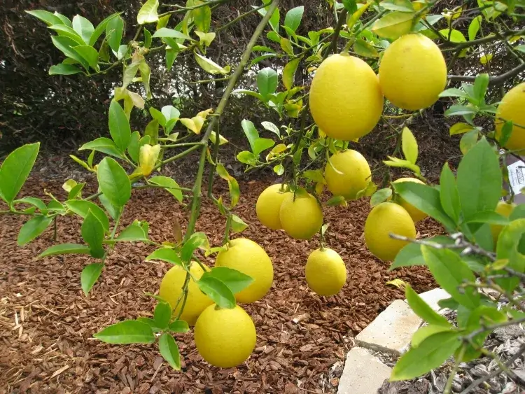 faire revivre un citronnier sol imbibé manque oxygène empêcher plante respiration