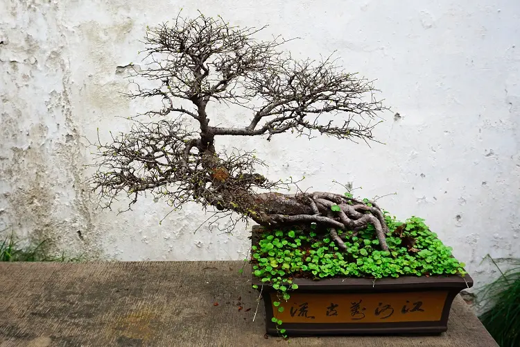 arbre bonsai faillage caduc comment prendre soin espèces naines en pots