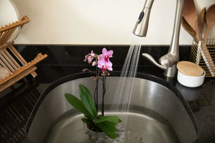 fiche comment arroser une orchidée défleurie pour la faire refleurir astuces