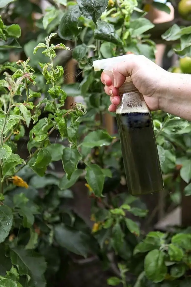 infusion herbes aromatiques pour repousser les insectes rampants au jardin