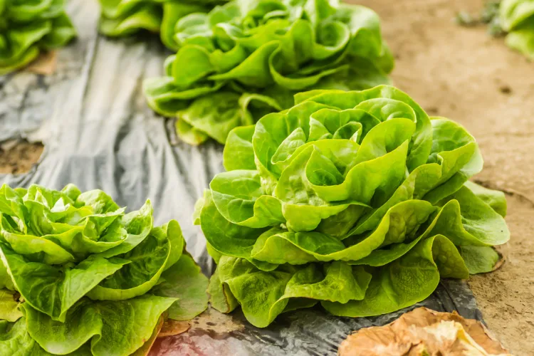 zero calorie vegetable lettuce