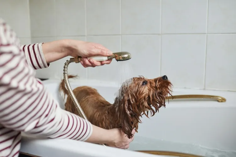 laver linge avec liquide vaisselle remédier saleté mauvaise odeur chien