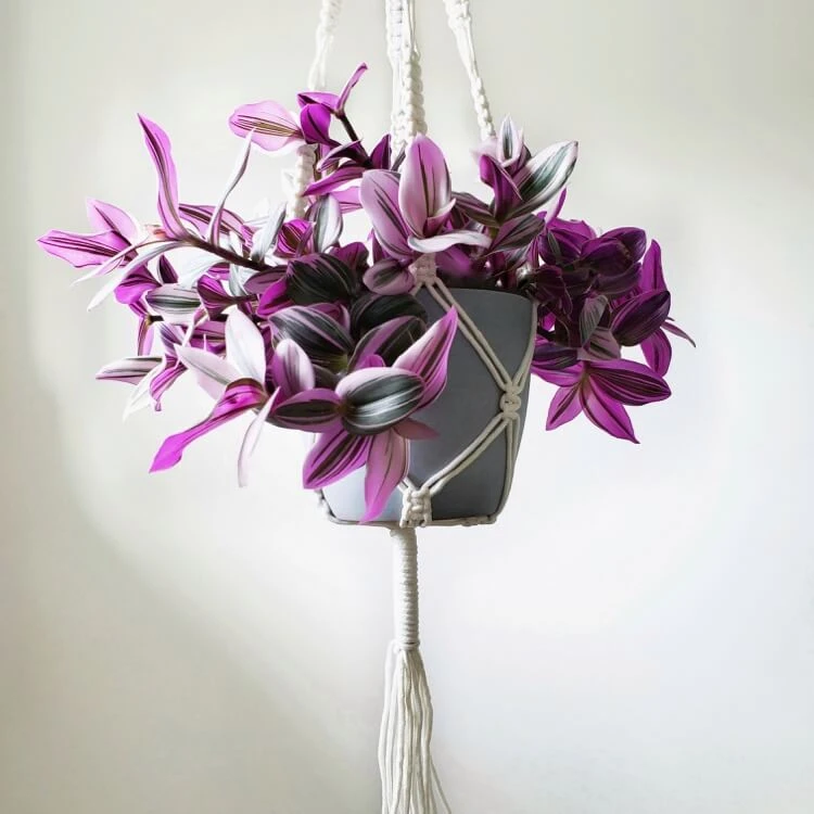 planta de miseria follaje púrpura en maceta colgante de macramé idea de regalo de San Valentín tradescantia nanouk