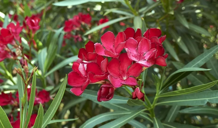 plante toxique au jardin fleur décorative belles fleurs parfumées rouges blanches jaunes roses