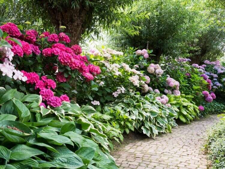 plante toxique au jardin splendeur verte multicolore danger mortel