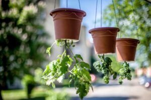 planter à l’envers économie espace quantité modérée eau