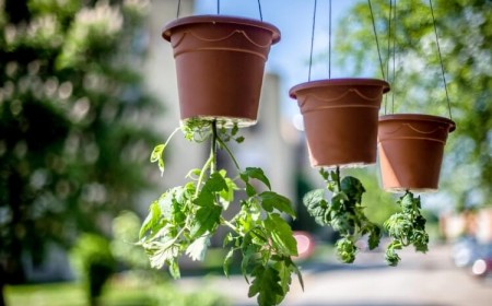 planter à l’envers économie espace quantité modérée eau