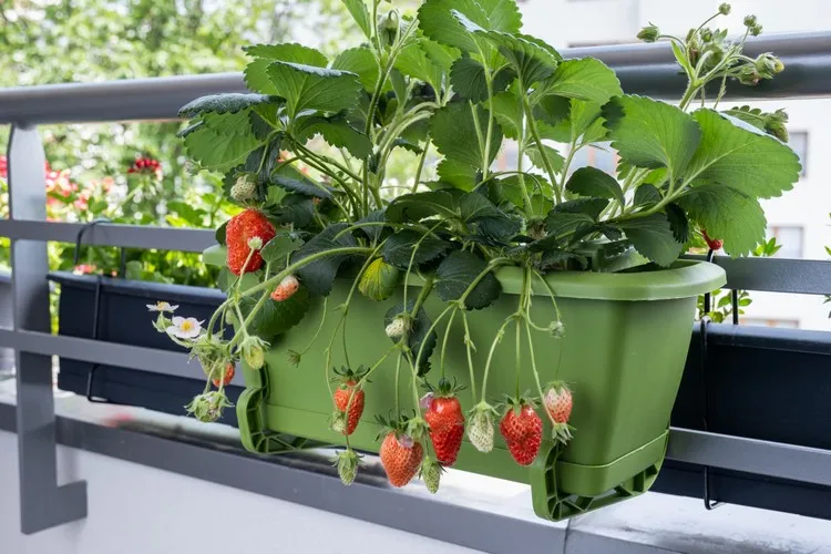 planter des fraisiers en jardiniere sur le balcon conseils entretien cultiver des fruits bio
