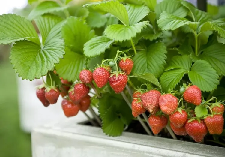 planter des fraisiers en pot cultiver des fruits bio quelles variétés choisir