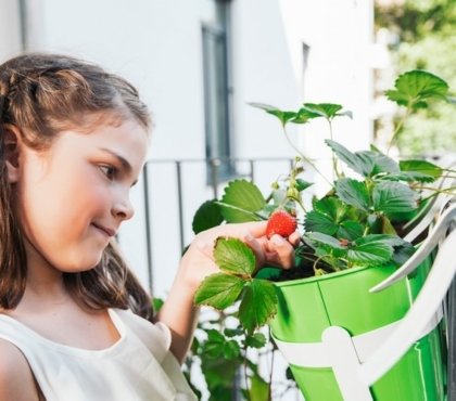 planter des fraisiers en pot trucs conseils astuces avoir des fruits bio