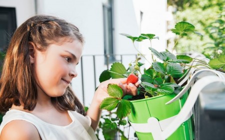planter des fraisiers en pot trucs conseils astuces avoir des fruits bio