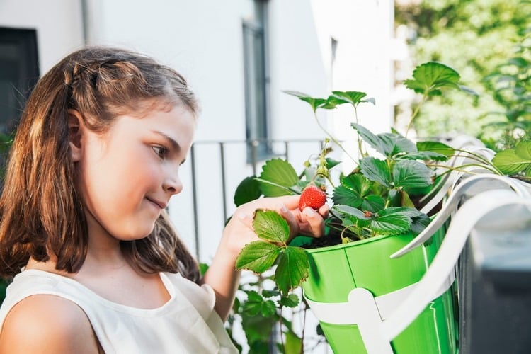 planter des fraisiers en pot trucs conseils astuces avoir des fruits bio
