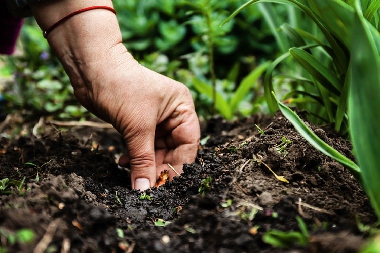 planter des sachets de thé