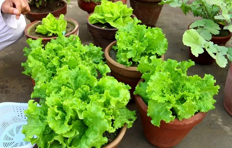 planter des salades de printemps