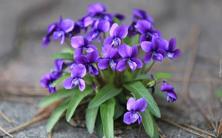 planter pensées et violettes