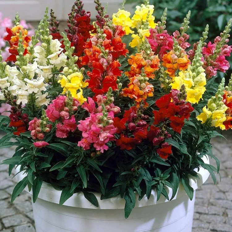 planter sur un balcon assurer floraison précoce muflier antirrhinums