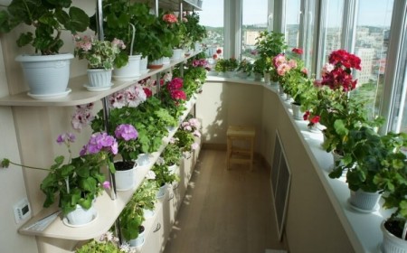 planter sur un balcon choisir plante meilleur moment année