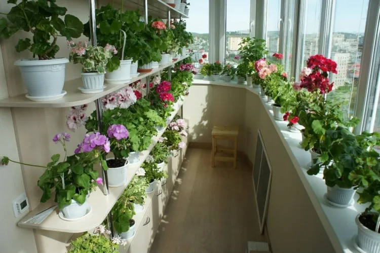 planter sur un balcon choisir plante meilleur moment année