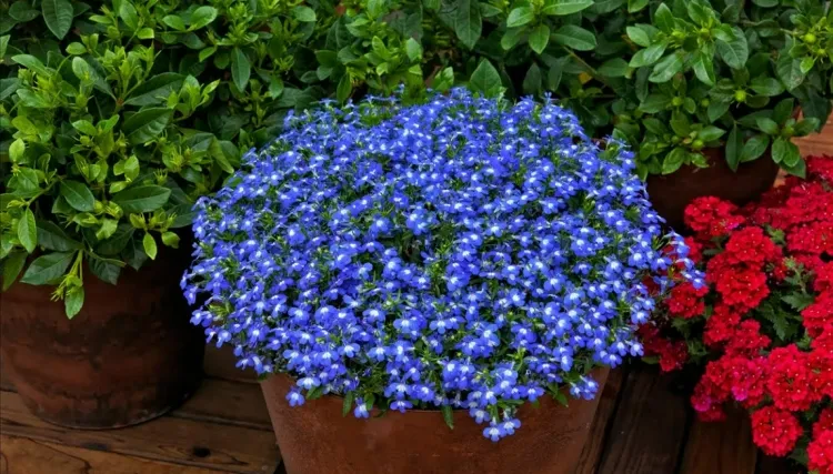 planter sur un balcon lobélia brille fascinante floraison bleue