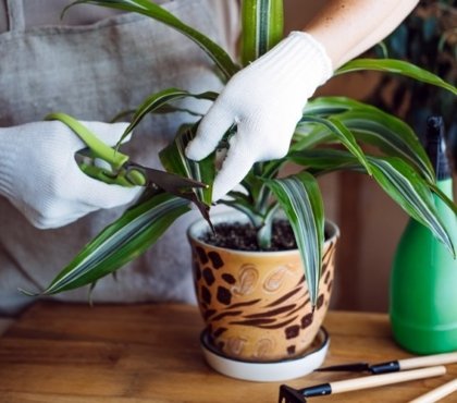 plantes d intérieur entretien qui meurent comment les sauver