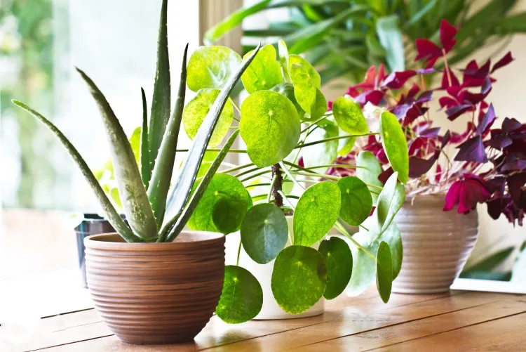 plantes dépolluantes de l'air d'intérieur
