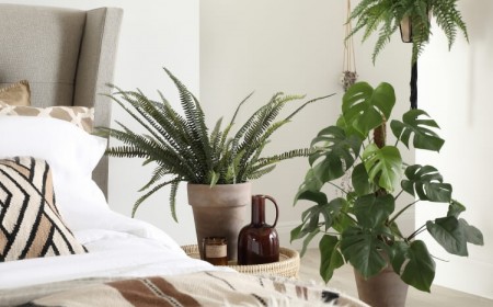 plantes dépolluantes d'intérieur maison