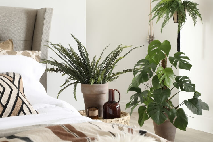 plantes dépolluantes d'intérieur maison
