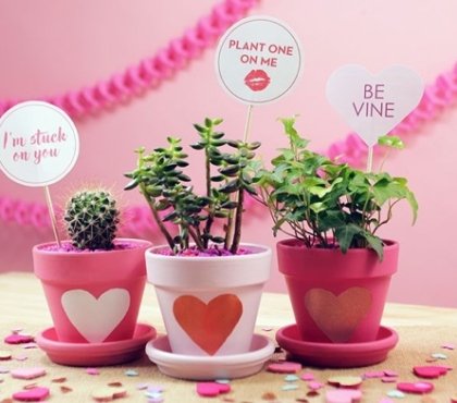 plantes en pot à offrir pour la Saint Valentin idées