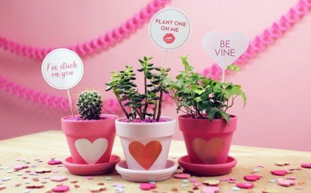 plantes en pot à offrir pour la Saint Valentin idées