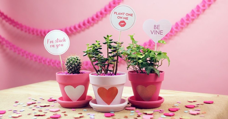 plantes en pot à offrir pour la Saint Valentin idées