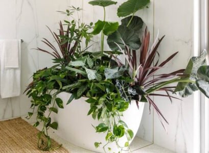 pourquoi doucher ses plantes intérieur augmenter humidité enlever la poussière