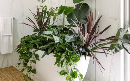 pourquoi doucher ses plantes intérieur augmenter humidité enlever la poussière