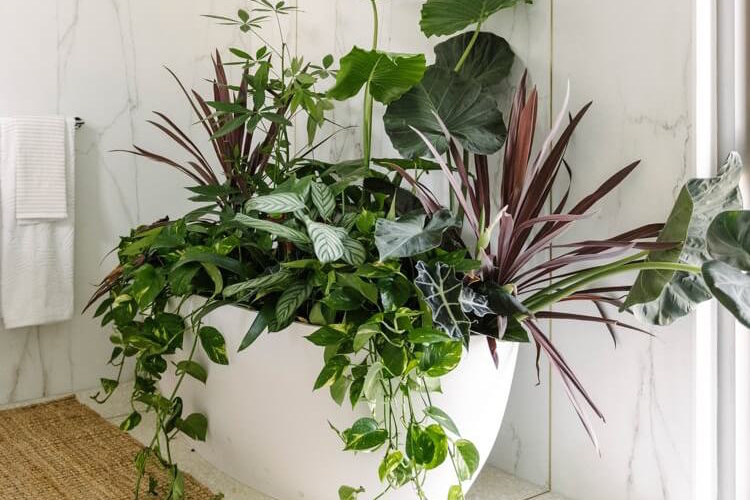pourquoi doucher ses plantes intérieur augmenter humidité enlever la poussière