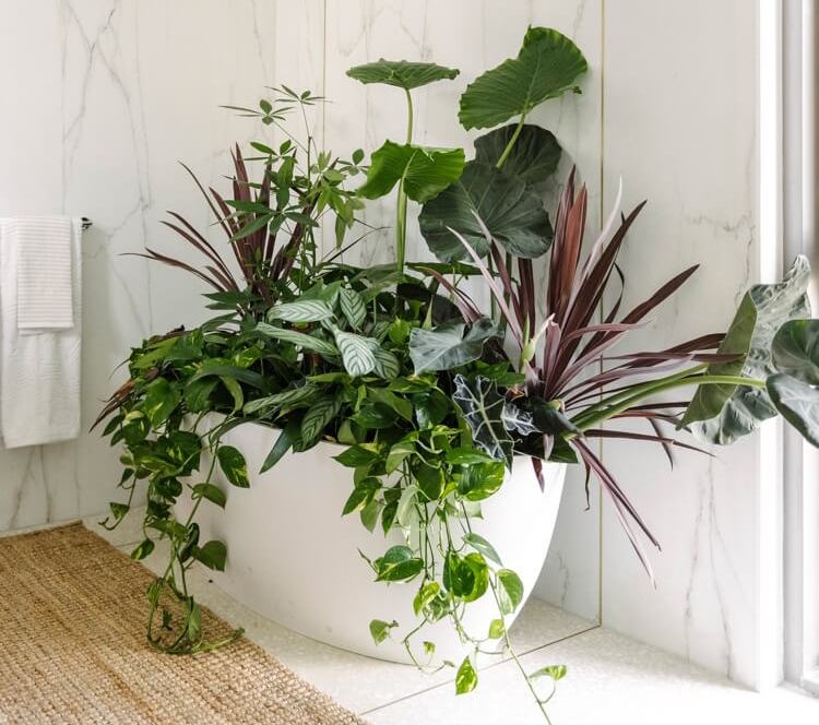 pourquoi doucher ses plantes intérieur augmenter humidité enlever la poussière